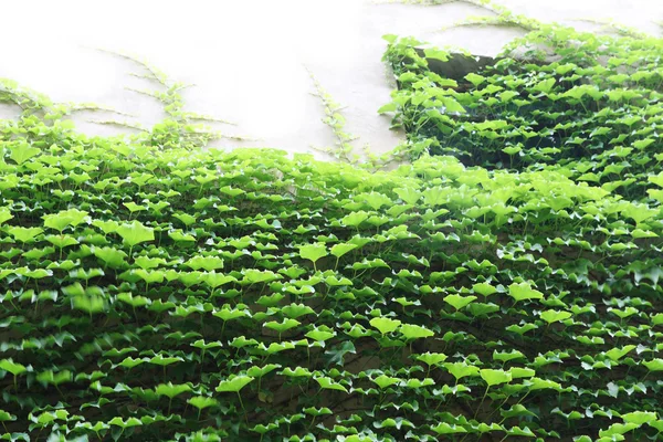 Ivy klädda vägg — Stockfoto