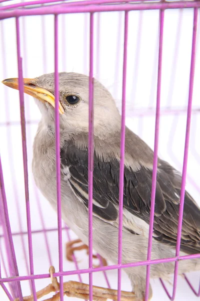 Yavru kuş kafesi — Stok fotoğraf