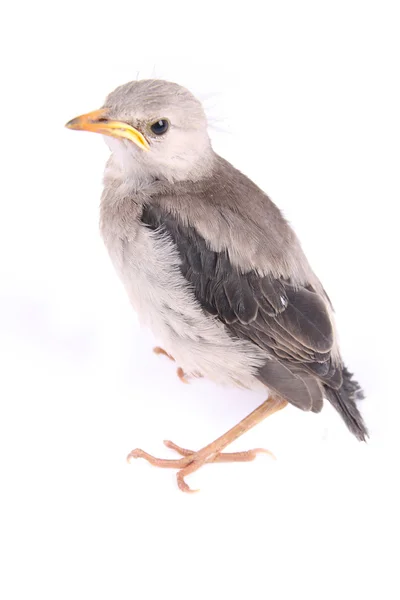 Σημείο στόμα πουλί — Φωτογραφία Αρχείου