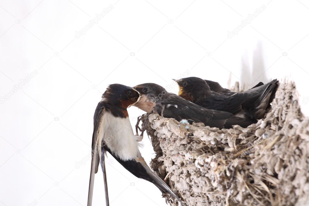 Swallows are feeding