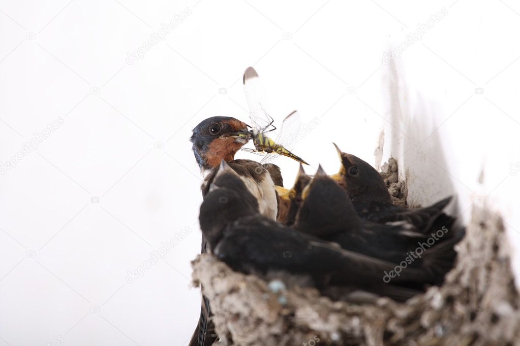 Feed swallow