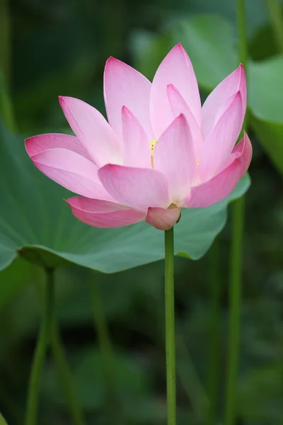 Квітка лотоса, квітучі — стокове фото