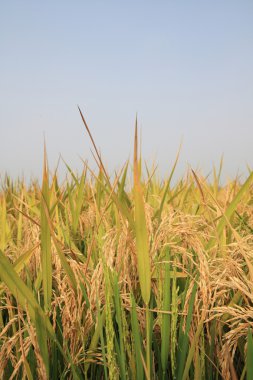 Rice harvest clipart