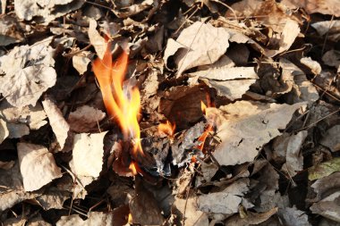 Burning defoliation clipart