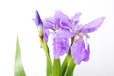 Irises clipart