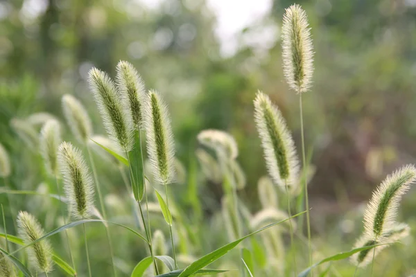 Щетинистая трава — стоковое фото