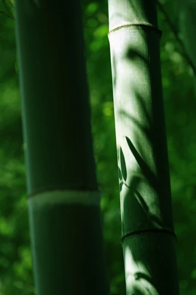 Zen de bambu — Fotografia de Stock