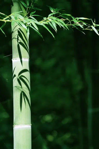 Тіні бамбука — стокове фото