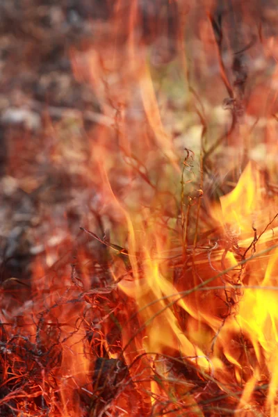 Лесные пожары — стоковое фото