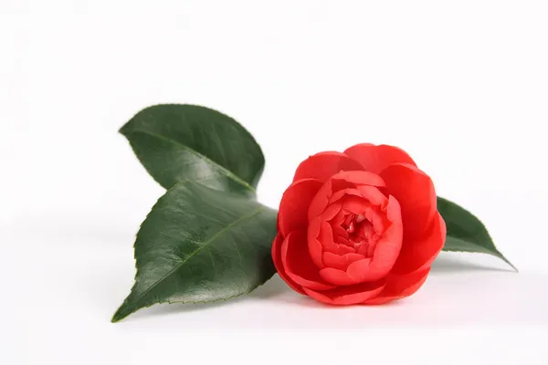 Červený kamélie — Stock fotografie