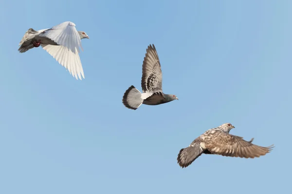Vervoerder pigeon — Stockfoto