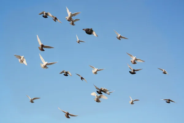 Um grupo de pombos — Fotografia de Stock