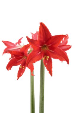 Hippeastrum clipart