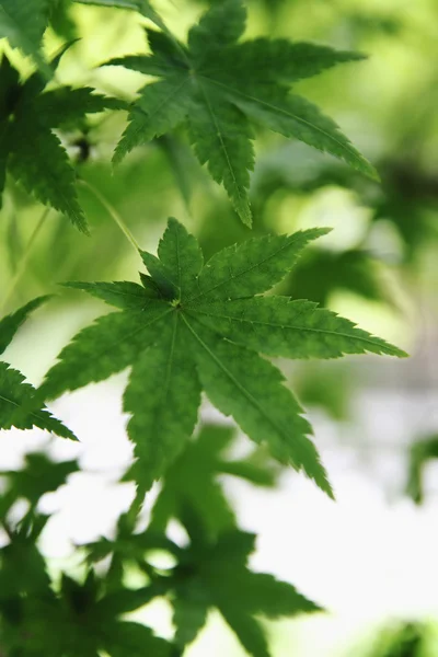Green maple leaves — Stock Photo, Image