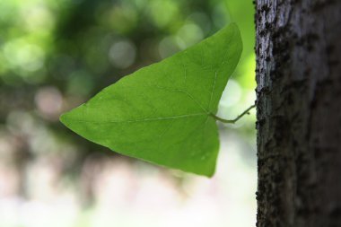 Leaf clipart