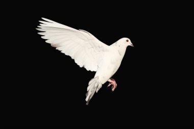 White pigeon clipart