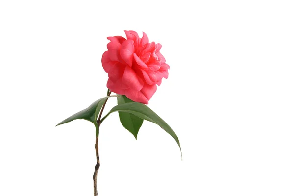 Röd camellia — Stockfoto
