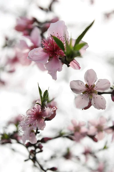 Pfirsichblüte — Stockfoto