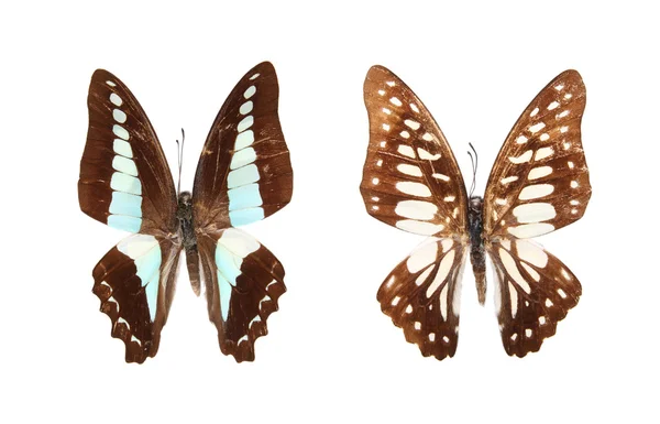 二人の蝶します。 — ストック写真