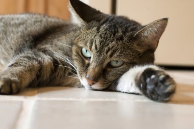 Cat Resting on Ceramic Tile Floor clipart