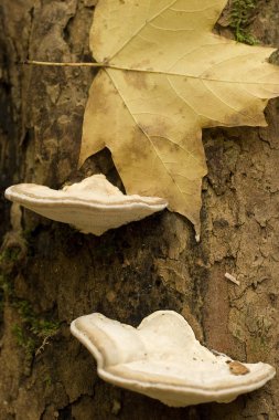 Shelf Fungus Growing on a Tree Trunk clipart