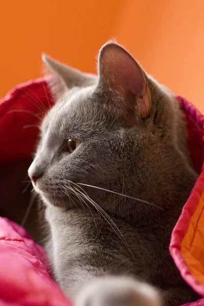 Graue Katze mit indisch inspirierten Farben — Stockfoto