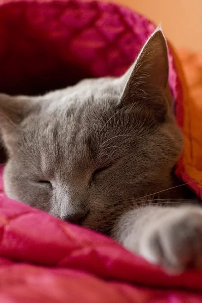 Sömnig katt gosade i sängen — Stockfoto