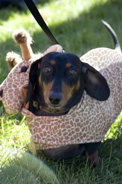 stock image Dachshund Giraffe