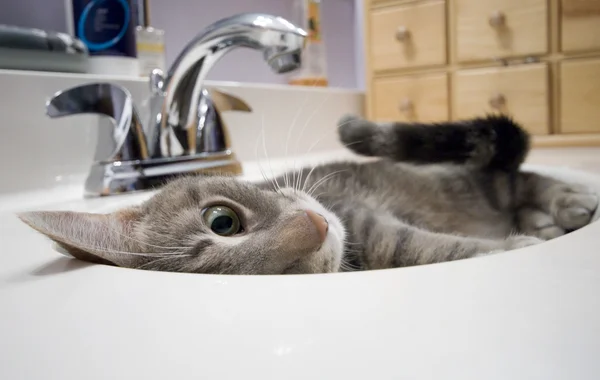 Macska a mosogató — Stock Fotó