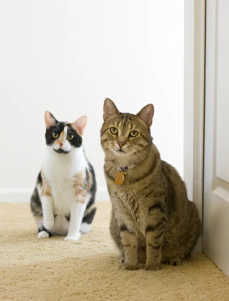 Gatos de interior en el pasillo —  Fotos de Stock