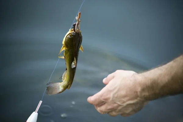 stock image Reaching for Caught Fish