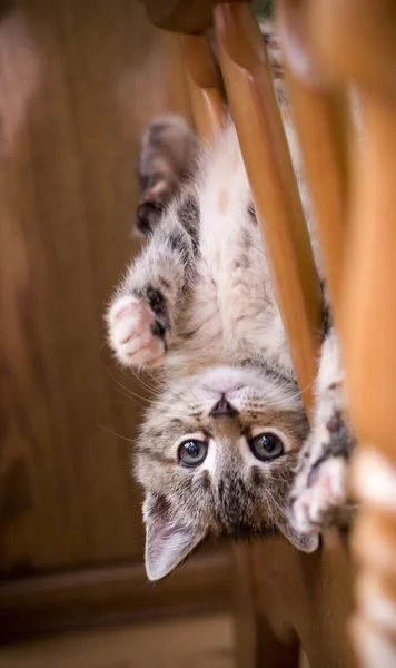 Kopfüber liegendes Kätzchen — Stockfoto