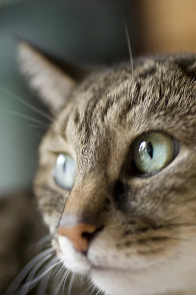Äldre katt med levande gröna ögon — Stockfoto