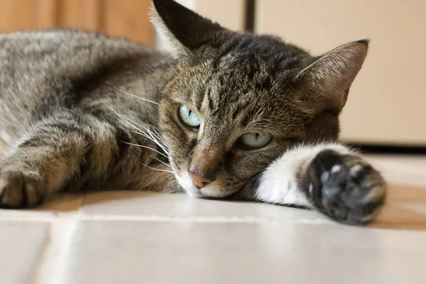 Kat op keramische tegelvloer rusten — Stockfoto