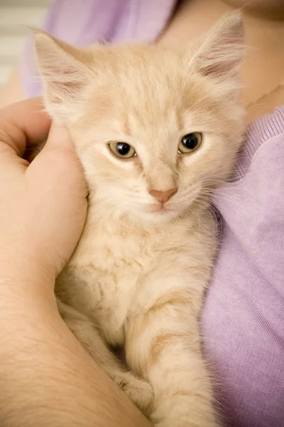 Göğsünde sarılma kedi — Stok fotoğraf