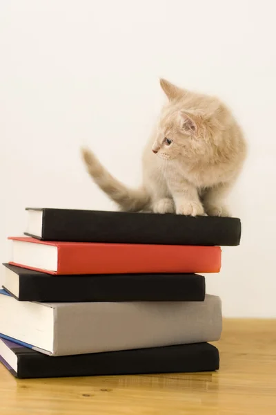 Katze auf Bücherstapel — Stockfoto