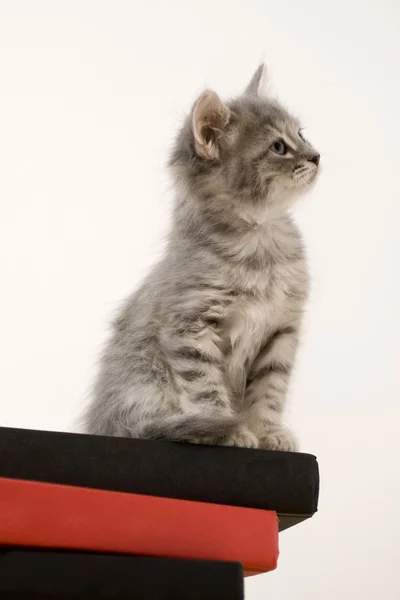 Gato curioso na borda — Fotografia de Stock
