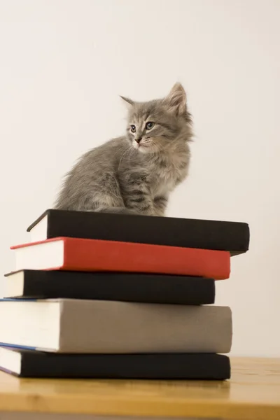Εγγράμματοι γατάκι — Φωτογραφία Αρχείου