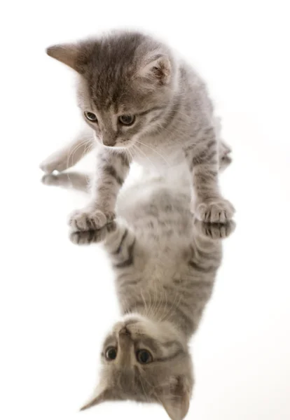 거울에 회색 고양이 — 스톡 사진