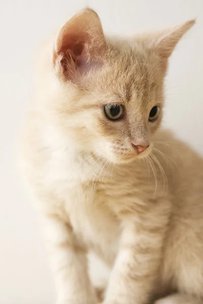 Tan yavru kedi — Stok fotoğraf