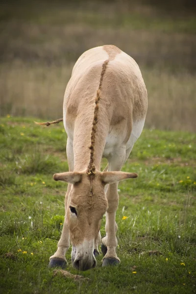 Persană Onager cal — Fotografie, imagine de stoc