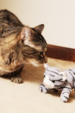 Tabby Cat with Stuffed Cat clipart