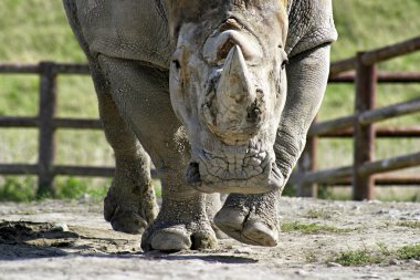 Rhino şarj