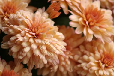 Autumn Chrysanthemums clipart