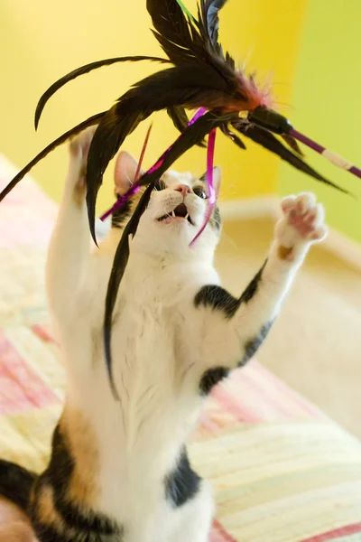 En kalikå katt leker med en fjäder leksak — Stockfoto
