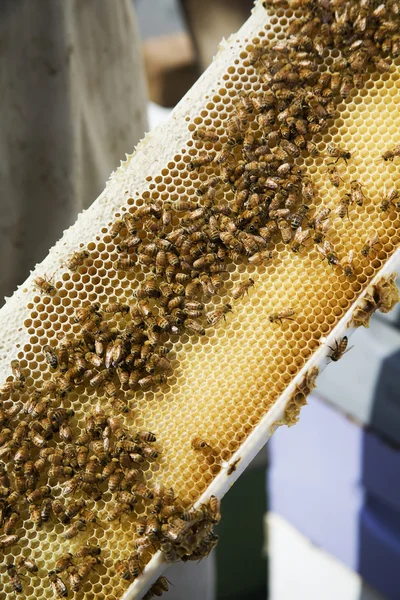 Beweglicher Holzrahmen-Bienenkorb — Stockfoto