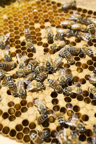Colmena de abejas de cerca — Foto de Stock