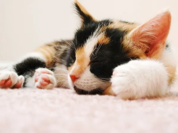 Bawełniane kotek — Zdjęcie stockowe