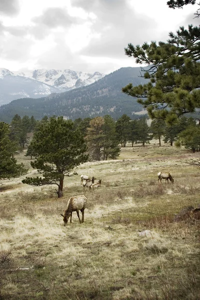 Elk Grazing in the Rocky Mountains — Stock Photo, Image