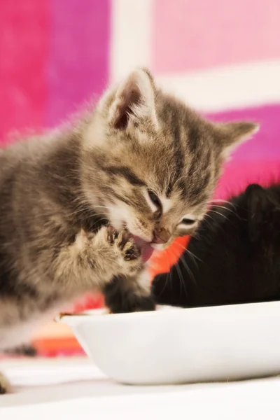 Kitten Eating — Stock Photo, Image